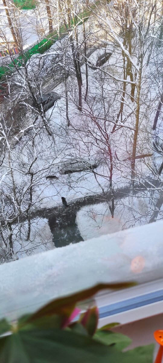 Муж идёт гулять с собакой, вид из окна