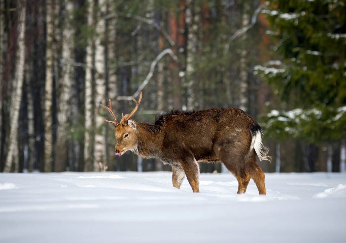 запах дерева 3