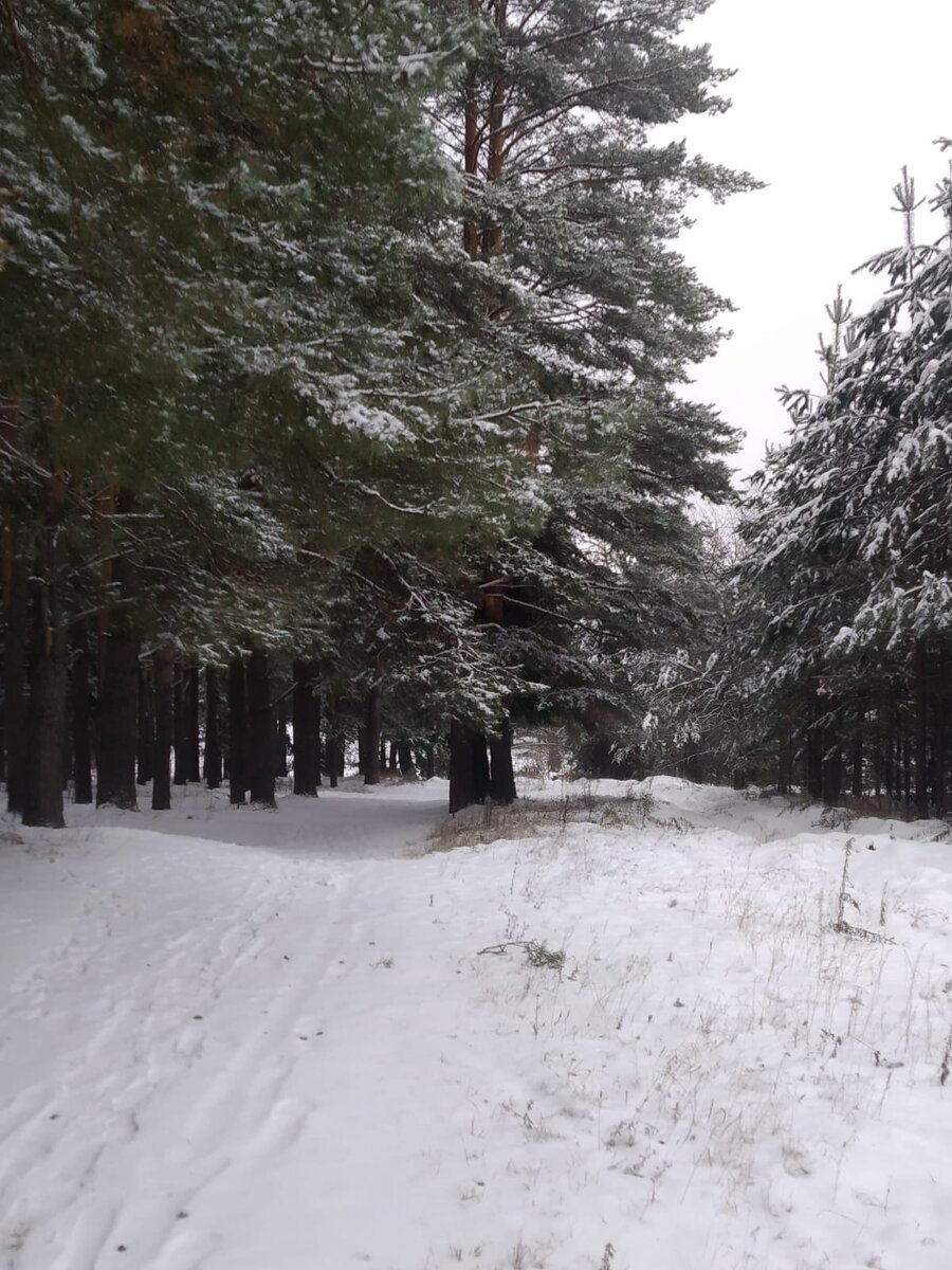 Наши сосны. Фото автора