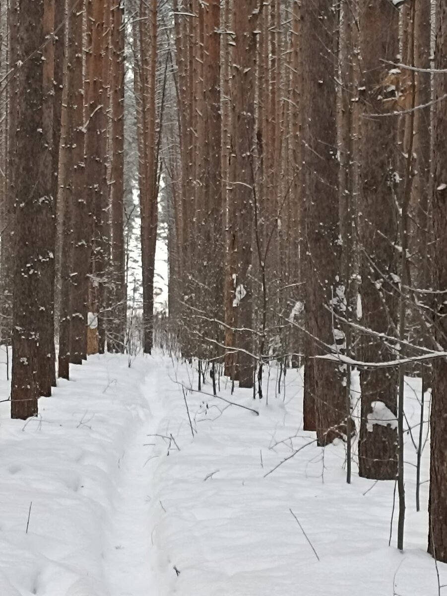 Тянутся ввысь стволы сосен. Фото автора