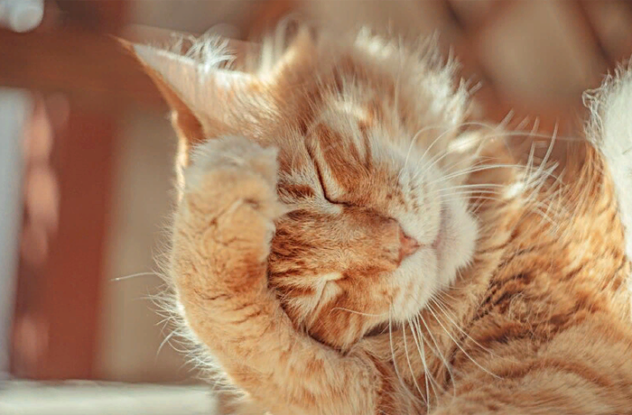 Видео с котами на крыше удостоено премии National Geographic на один миллион евро / Фото: freepik