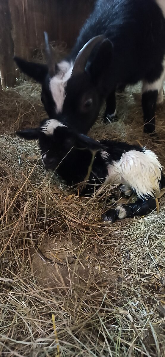 Первые минуты жизни