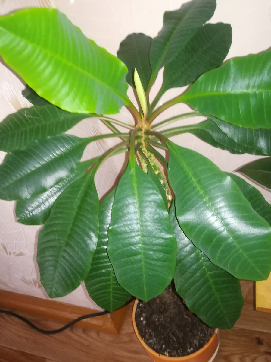 Молочай беложилковый