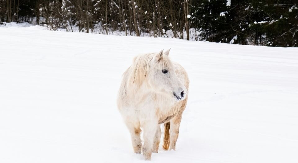    Лошадь. Конь. Источник: unsplash.com