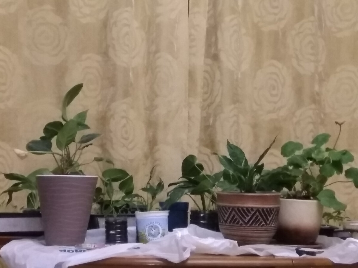 Фото автора. Стол в комнате густо заставлен