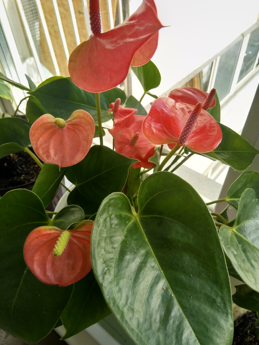 Фото автора. Зато вон красота какая!