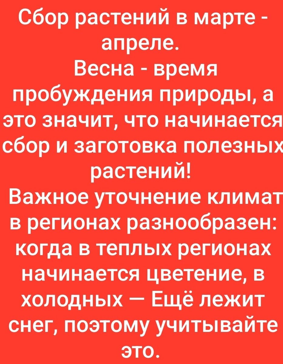 Напоминалка по сбору растений. И рецепт настоя против курения