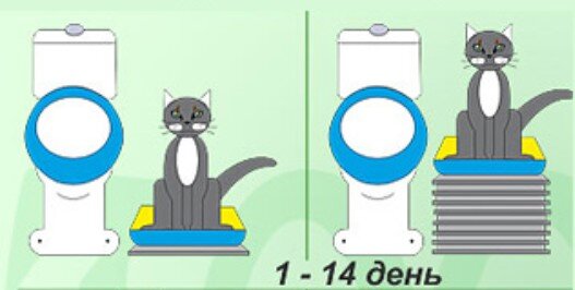 Как приучить кошку к другой кошке. Система приучения кота к унитазу. Как приучить кота к унитазу. Как приучить кота к туалету. Как приучить кошку к унитазу после лотка.