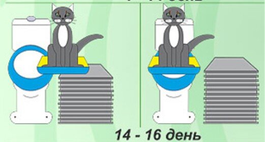Как приучить кошку к другой кошке. Как приучить кошку к унитазу. Приучить кота ходить в унитаз. Как научить кошку ходить в лоток.