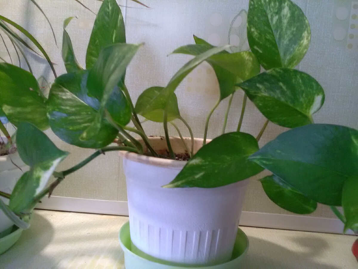 Эпипремнум золотистый (Epipremnum aureum)