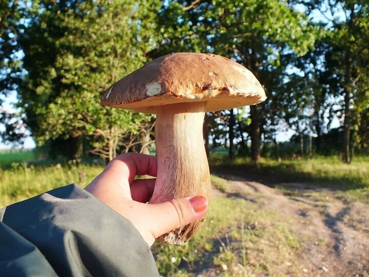 Откуда тут белые грибы взялись?