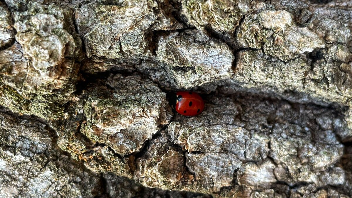 Такая кроха, а мир огромен!  Как выжить? Фото Сергея Анри