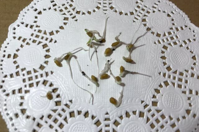 пророщенные семена