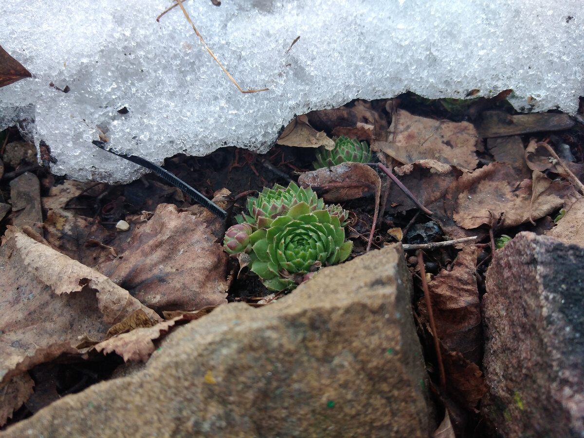 Вечнозеленое растение