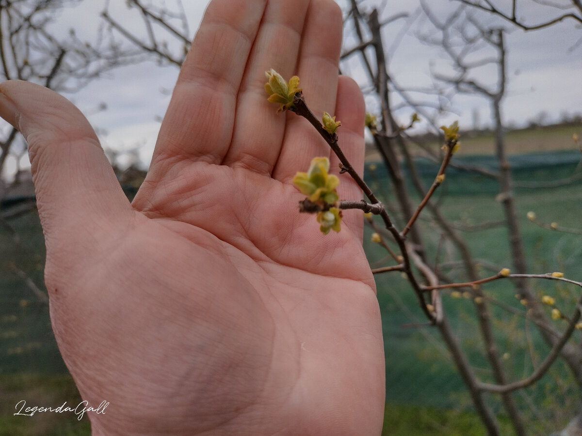 Айва выпустила листики