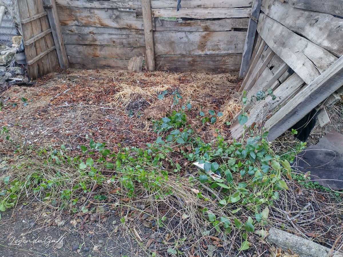 Хорошо так разросся