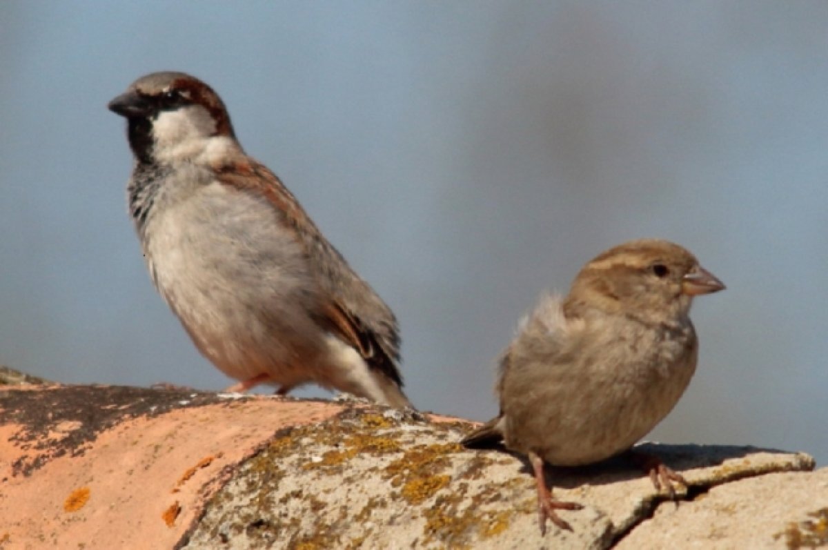    Орнитолог: в Пензе воробьям нужна помощь