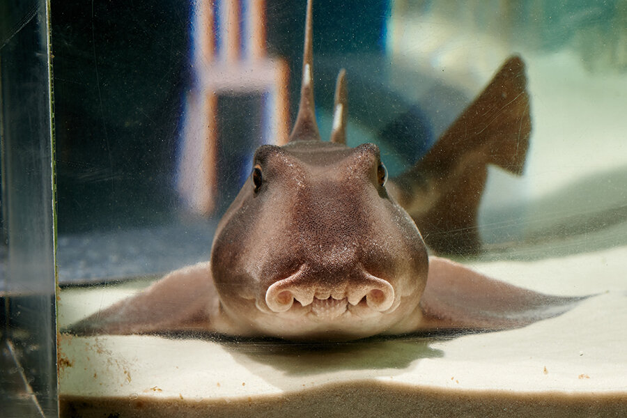 📍Вот мордочка