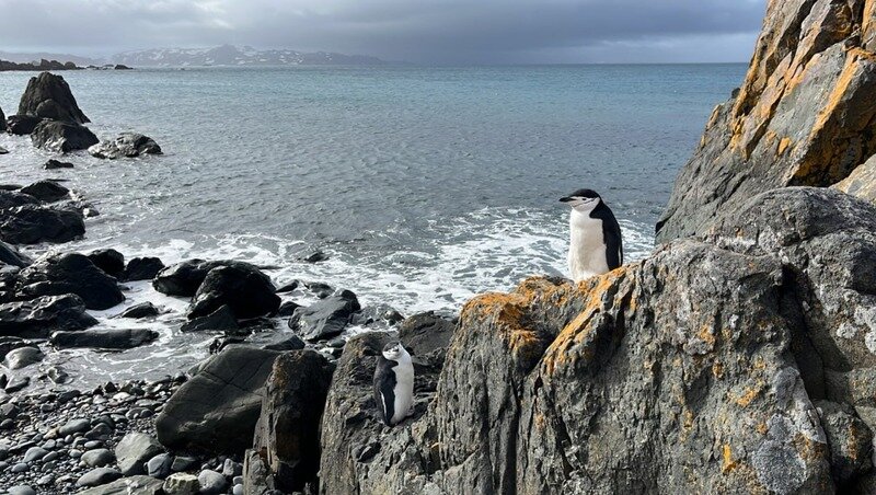    Экспедиции в Антарктиду могут длиться до двух лет Фото: пресс-служба МТС