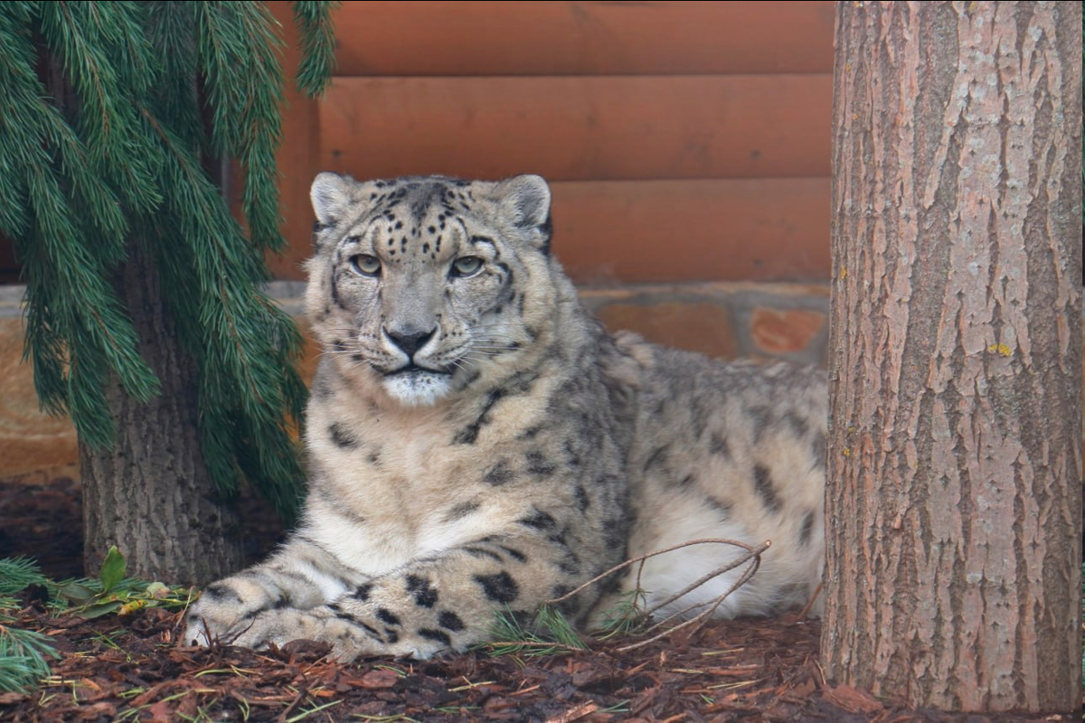 🐆 Одно из самых редких животных на планете: в Ленинградском зоопарке  умерла самка снежного барса | 12 канал Омск | Дзен