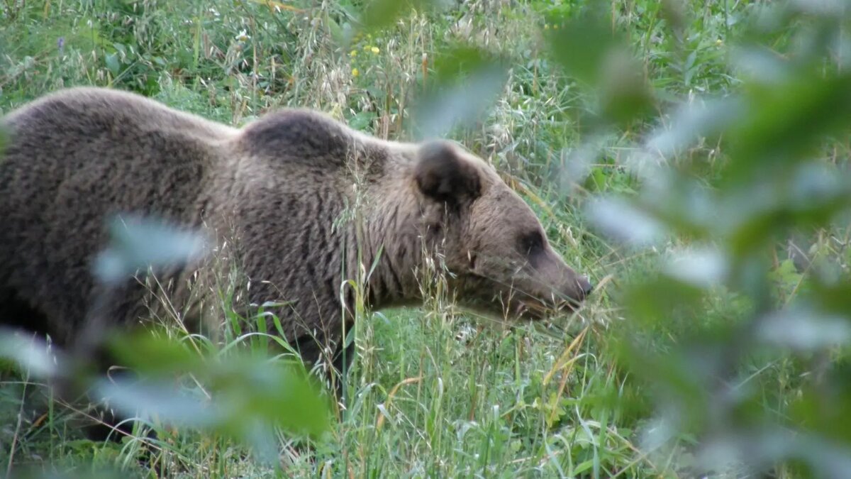     В Нижегородской области с сегодняшнего дня, 21 марта, официально стартовал сезон охоты на бурых медведей. Он завершится после 10 июня, сообщили в областном минлесхозе.