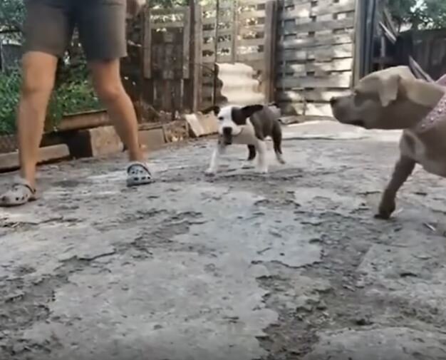 Шреку около 3 месяцев