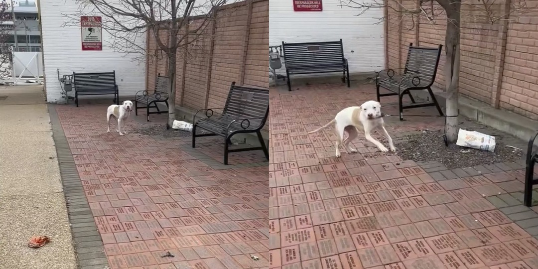 Собака, брошенная на привязи к дереву, обняла своих спасителей