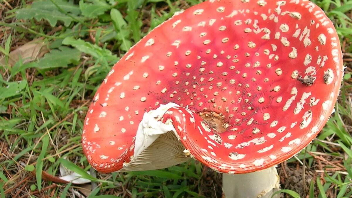     Токсичные и опасные для головного мозга соединения содержатся в мухоморах. Употреблять препараты даже с микродозингом мухоморов опасно, сообщили корреспонденту RostovGazeta в ростовской поликлинике.