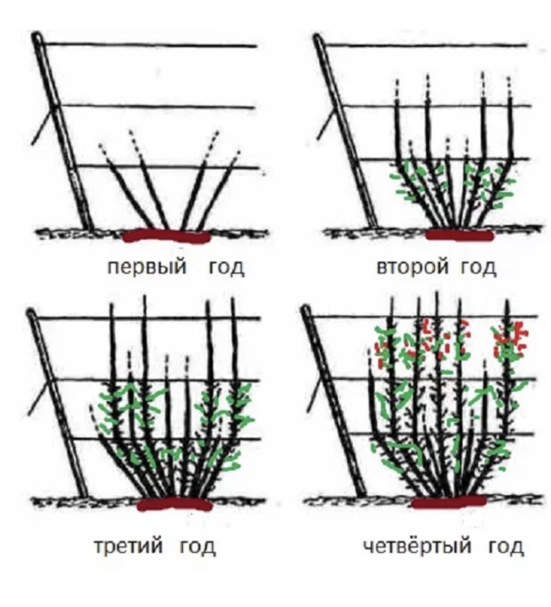 На каком расстоянии от забора сажать смородину. Схема посадка кустов смородины весной. Схема обрезки смородины весной.