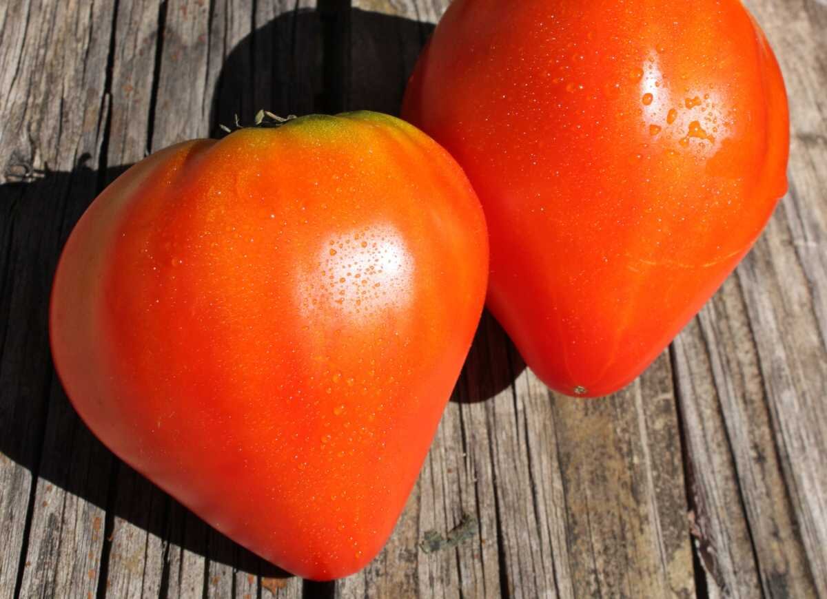 Фото Ennelise Napoleoni-Bianco (Pixabay) 