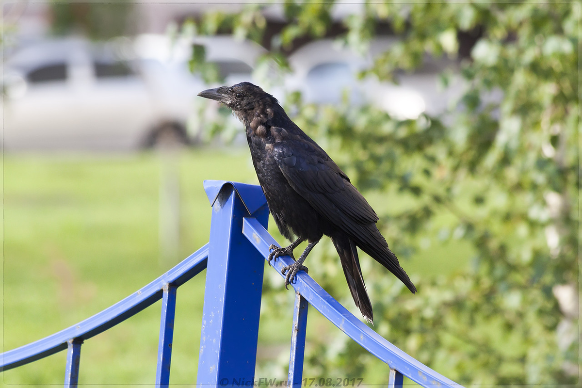 2. Грач - молодой © NickFW.ru - 18.08.2017г.