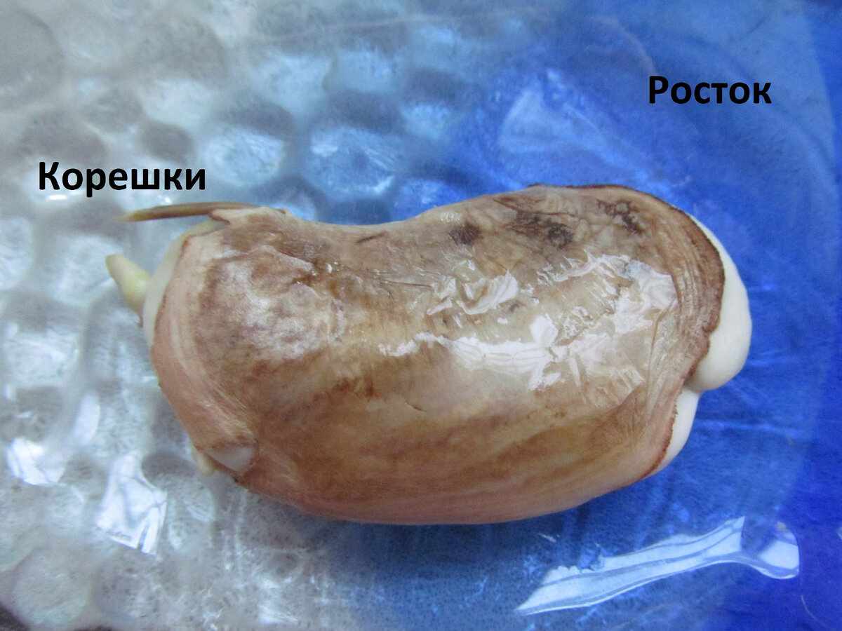 Выращиваю манго из косточки  