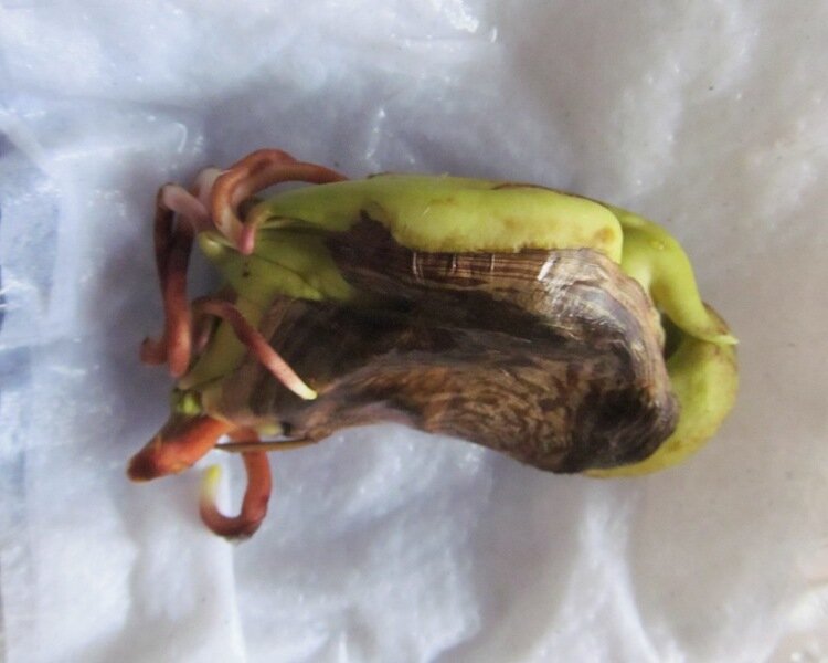 Выращиваю манго из косточки 