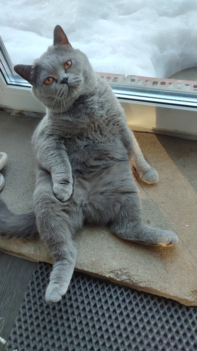 Любимая поза кота Мартина!  Шлёт вам привет и до скорых встреч!