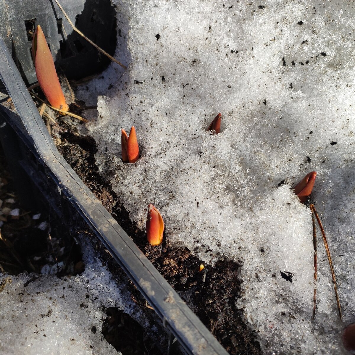 Ящики с тюльпанами почти оттаяли.