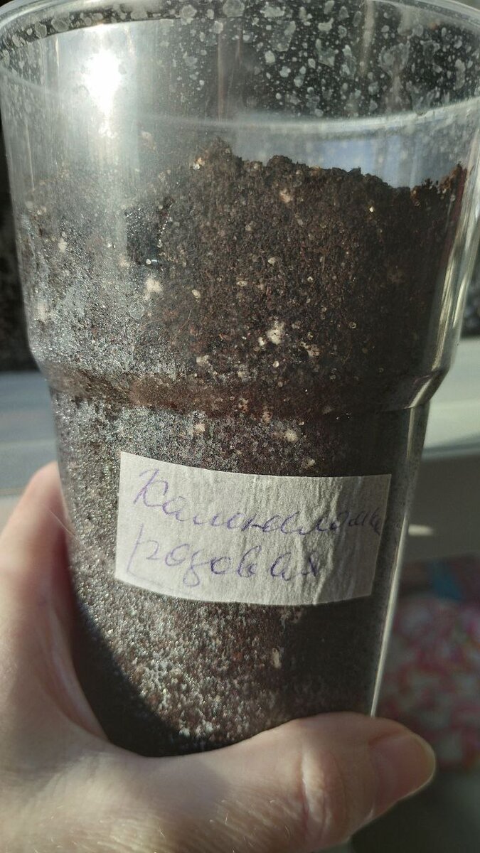 Камнеломка Розовый ковер