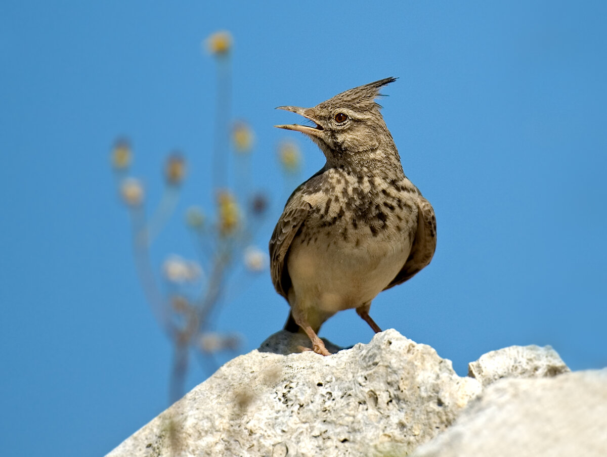Фото: Eduard Kislinsky/Russian Look