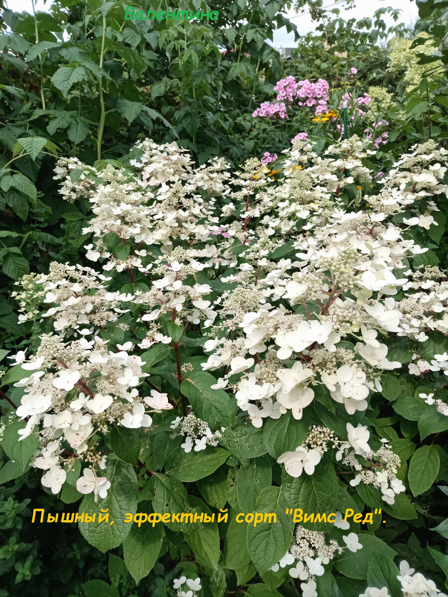 К этому кусту заглядывает солнышко на закате.