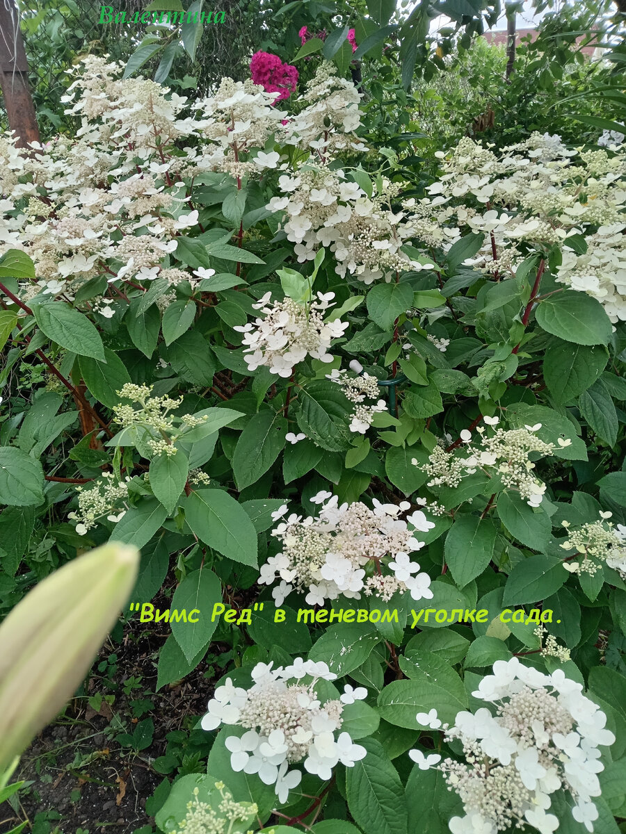 Этот куст растёт в тени фруктовых деревьев.