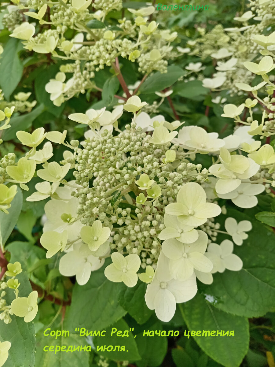 В начале цветения цветы "Вимс Ред" имеют зеленоватый оттенок. Соцветия плоские.