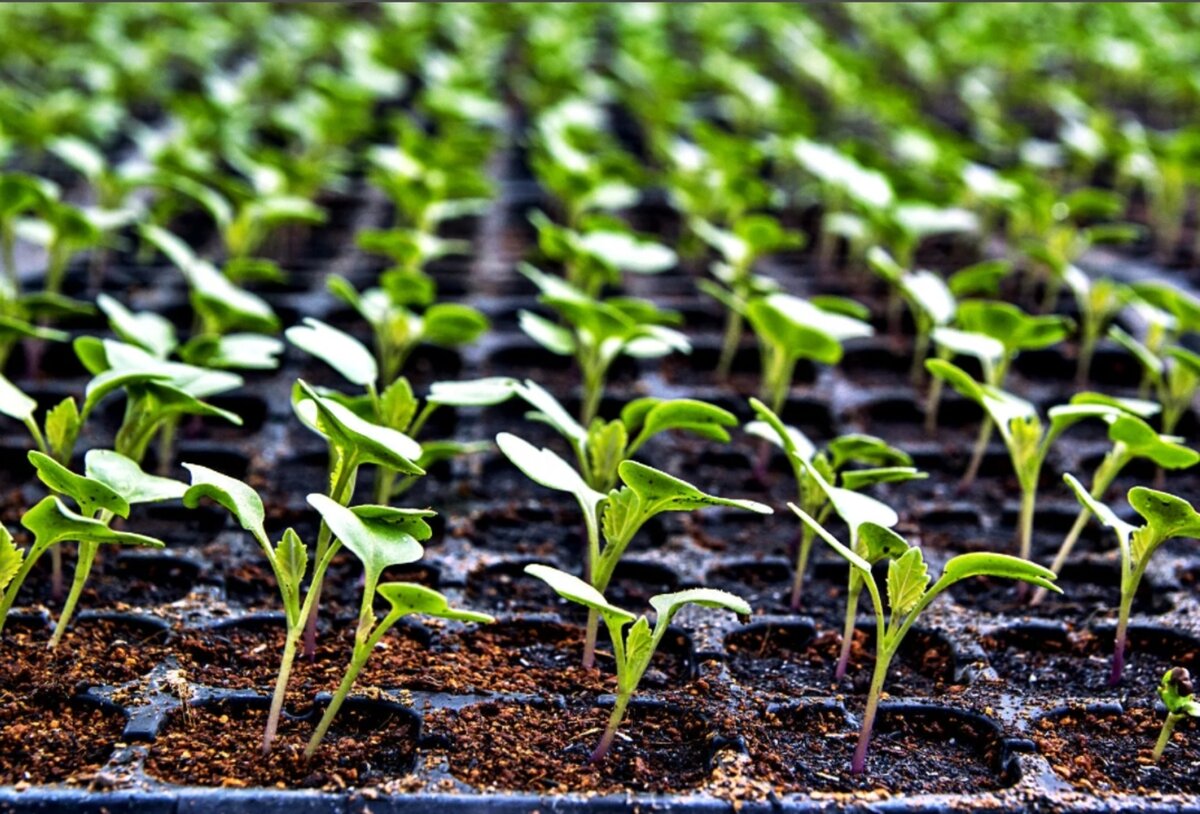 подготовка семян томата к посеву. нужно ли замачивать семена томатов на рассаду. нужно ли замачивать семена томатов на рассаду. прорастить семена томатов. прорастание семян томата.