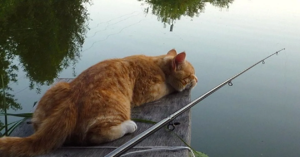 Фото с сайта: https://www.aphorism.ru/picture/20210824035206-49228.jpg