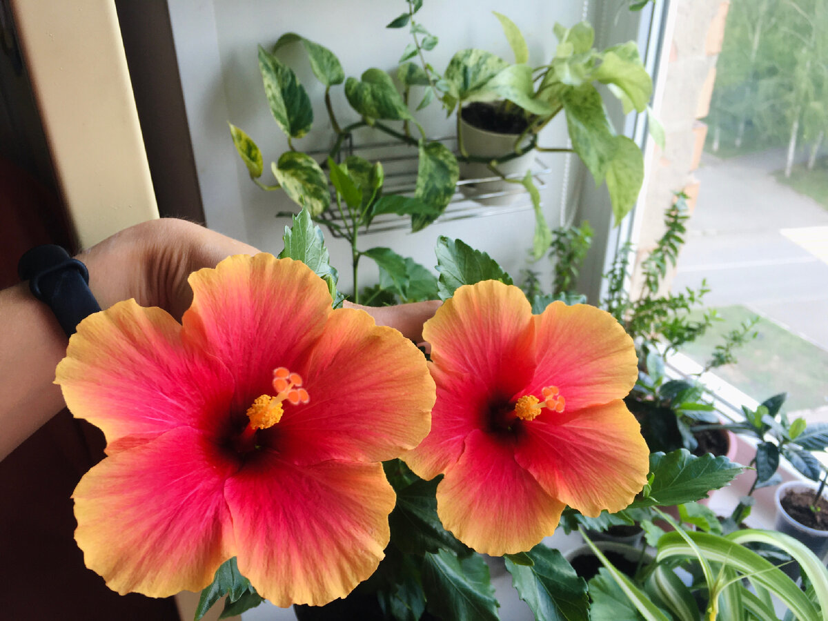 Гибискус Тиволи