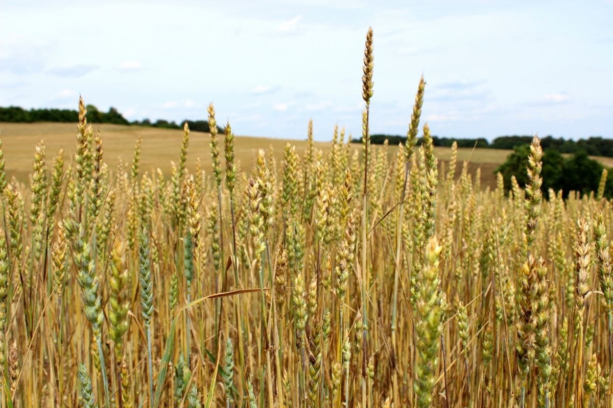 Вот так растет зерно полбы. Да, от пшеницы почти не отличить📷
