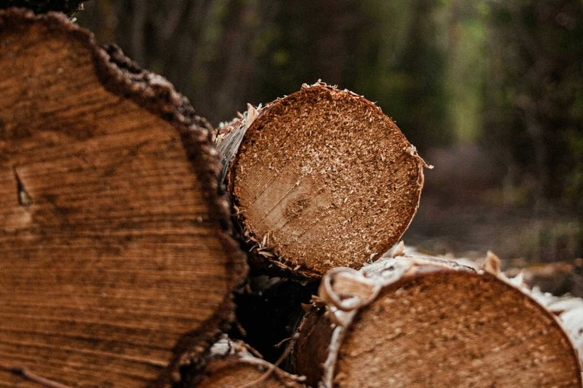    Фото: Irena Carpaccio / Unsplash.com