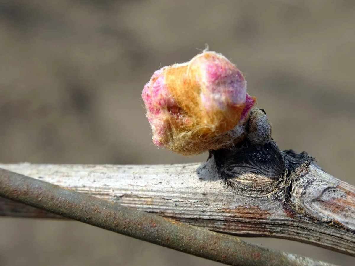 Фото: pokayadoma.ru