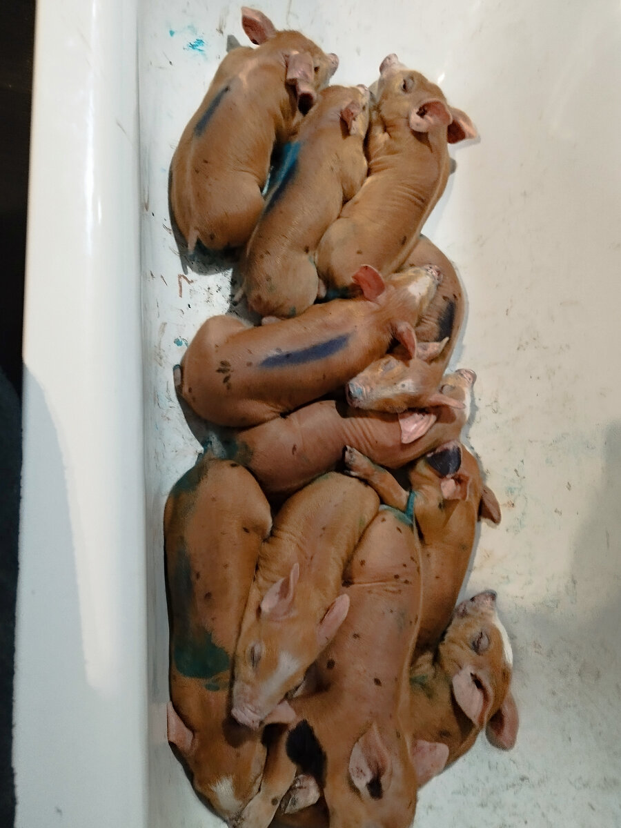 Убирали клыки, кололи железо, купировали хвосты