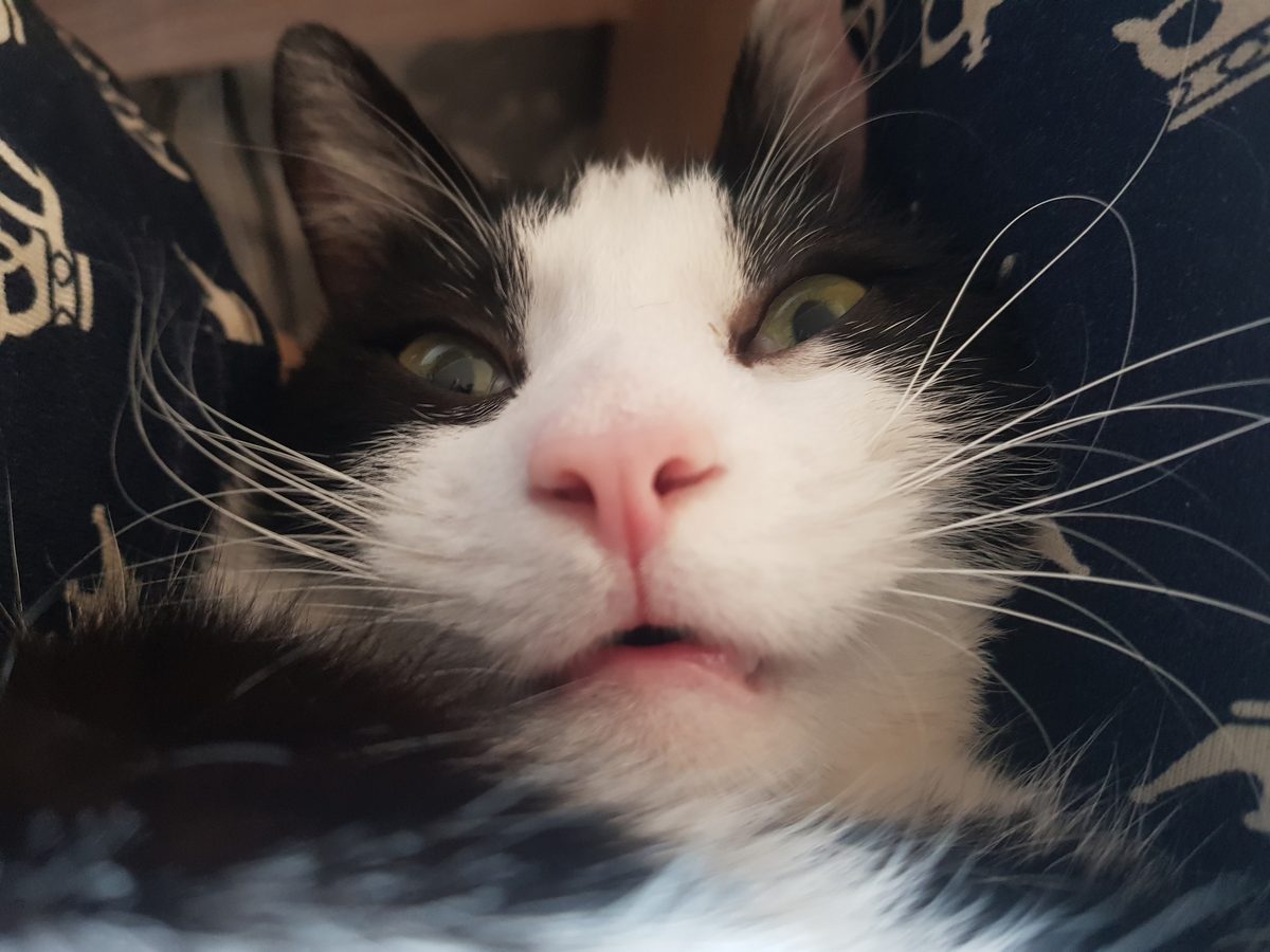 Лицо Дьявола