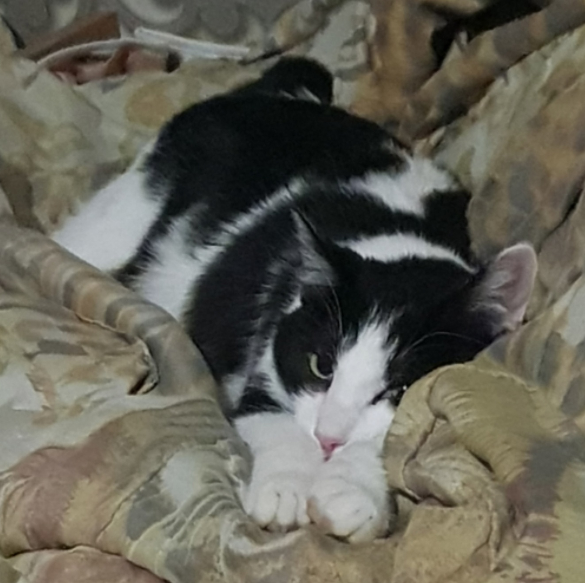 Вонючка навоняла и валяется довольная