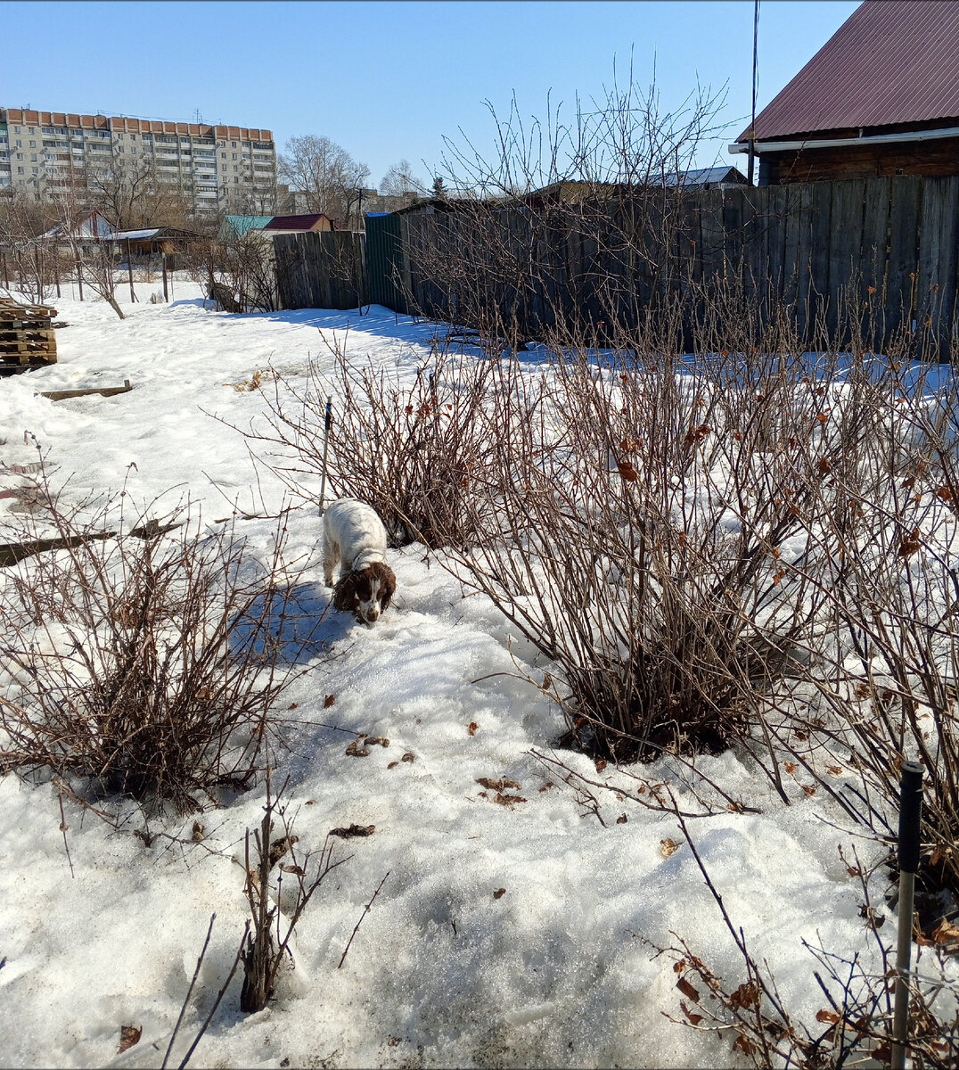 Смородина.И собака-беглец.